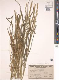 Attēlu rezultāti vaicājumam “Elytrigia repens”