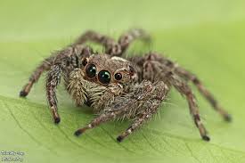 Attēlu rezultāti vaicājumam “Colymbetes paykulli”