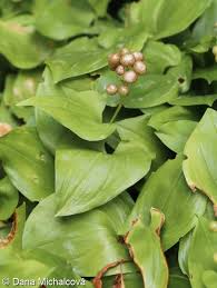 Attēlu rezultāti vaicājumam “Maianthemum bifolium bud”