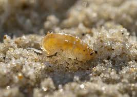 Attēlu rezultāti vaicājumam “Talitrus saltator”