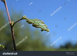 Attēlu rezultāti vaicājumam “Diloba caeruleocephala larva”