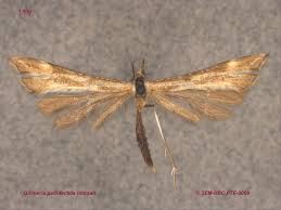 Attēlu rezultāti vaicājumam “Gillmeria pallidactyla”