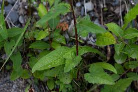 Attēlu rezultāti vaicājumam “Campanula rapunculoides leaf”