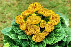 Image result for Calceolaria