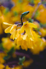Attēlu rezultāti vaicājumam “Forsythia suspensa flower”
