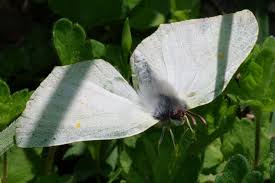 Attēlu rezultāti vaicājumam “Gonepteryx rhamni female”