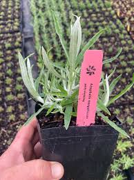 Attēlu rezultāti vaicājumam “Anaphalis margaritacea leaf”