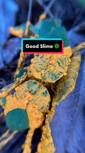 Attēlu rezultāti vaicājumam “Leocarpus sp.”