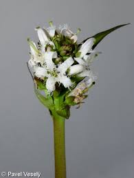 Attēlu rezultāti vaicājumam “Menyanthes trifoliata bud”