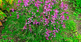 Attēlu rezultāti vaicājumam “Lathyrus vernus”