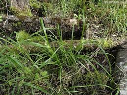 Attēlu rezultāti vaicājumam “Carex flava”