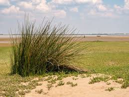 Attēlu rezultāti vaicājumam “Glaux maritima”