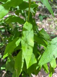 Attēlu rezultāti vaicājumam “Hieracium umbellatum bud”