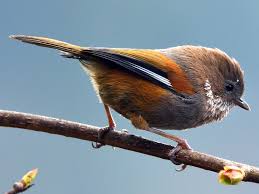 Attēlu rezultāti vaicājumam “Fuligo luteonitens”