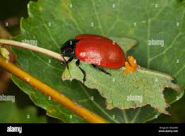 Attēlu rezultāti vaicājumam “Chrysomela populi”