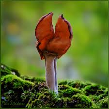 Attēlu rezultāti vaicājumam “Gyromitra infula”