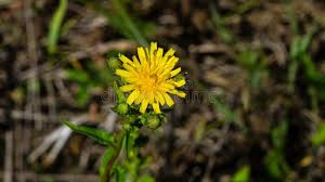 Attēlu rezultāti vaicājumam “Crepis tectorum flower”