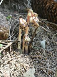 Attēlu rezultāti vaicājumam “Monotropa hypopitys”