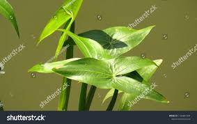 Attēlu rezultāti vaicājumam “Sagittaria sagittifolia leaf”