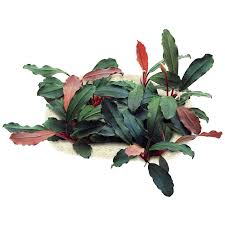 Risultati immagini per bucephalandra pinoh red stem