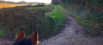 Image result for Abinger Forest Riding Club