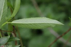 Attēlu rezultāti vaicājumam “Salix triandra fruit”