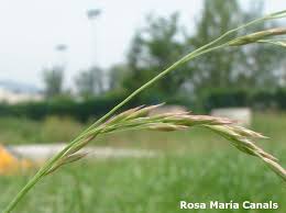 Attēlu rezultāti vaicājumam “Festuca altissima”