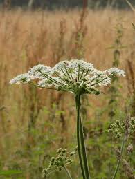 Attēlu rezultāti vaicājumam “Umbelliferae”