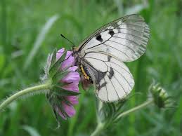 Attēlu rezultāti vaicājumam “Parnassius mnemosyne”