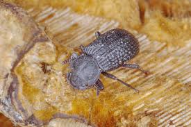 Attēlu rezultāti vaicājumam “Bolitophagus reticulatus”