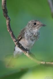 Attēlu rezultāti vaicājumam “Muscicapa striata juvenile”