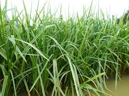 Attēlu rezultāti vaicājumam “Glyceria maxima leaf”