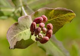 Attēlu rezultāti vaicājumam “Lonicera ferdinandii fruit”