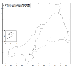 Attēlu rezultāti vaicājumam “Orthotrichum cupulatum var. riparium sporophyte”