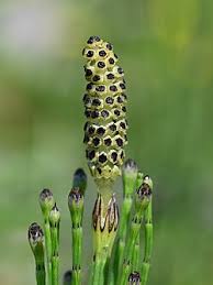 Attēlu rezultāti vaicājumam “Equisetum palustre”