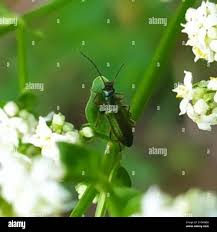 Attēlu rezultāti vaicājumam “Chrysanthia geniculata”