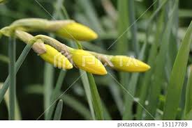 Attēlu rezultāti vaicājumam “Narcissus bud”