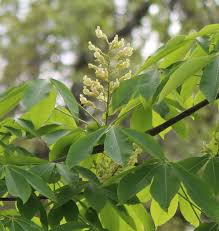 Attēlu rezultāti vaicājumam “Aesculus flava”
