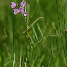 Attēlu rezultāti vaicājumam “Lathyrus palustris bud”