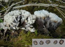 Attēlu rezultāti vaicājumam “Thelephora penicillata”