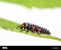 Attēlu rezultāti vaicājumam “Coccinella septempunctata larva”