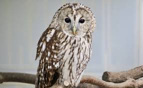 Attēlu rezultāti vaicājumam “Strix uralensis”