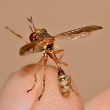 Attēlu rezultāti vaicājumam “Conopidae”