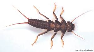 Attēlu rezultāti vaicājumam “Plecoptera”