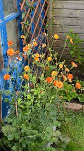 Attēlu rezultāti vaicājumam “Geum”