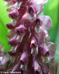Attēlu rezultāti vaicājumam “Lathraea squamaria flower”