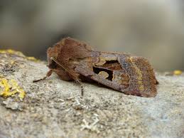 Attēlu rezultāti vaicājumam “Orthosia gothica”