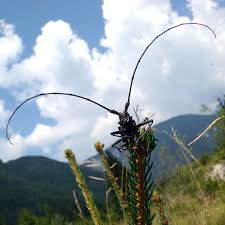 Attēlu rezultāti vaicājumam “Monochamus sutor”