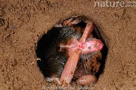 Attēlu rezultāti vaicājumam “Talpa europaea”