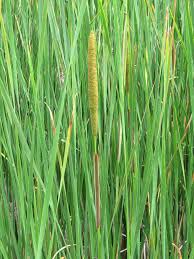 Attēlu rezultāti vaicājumam “Typha angustifolia  fruit”